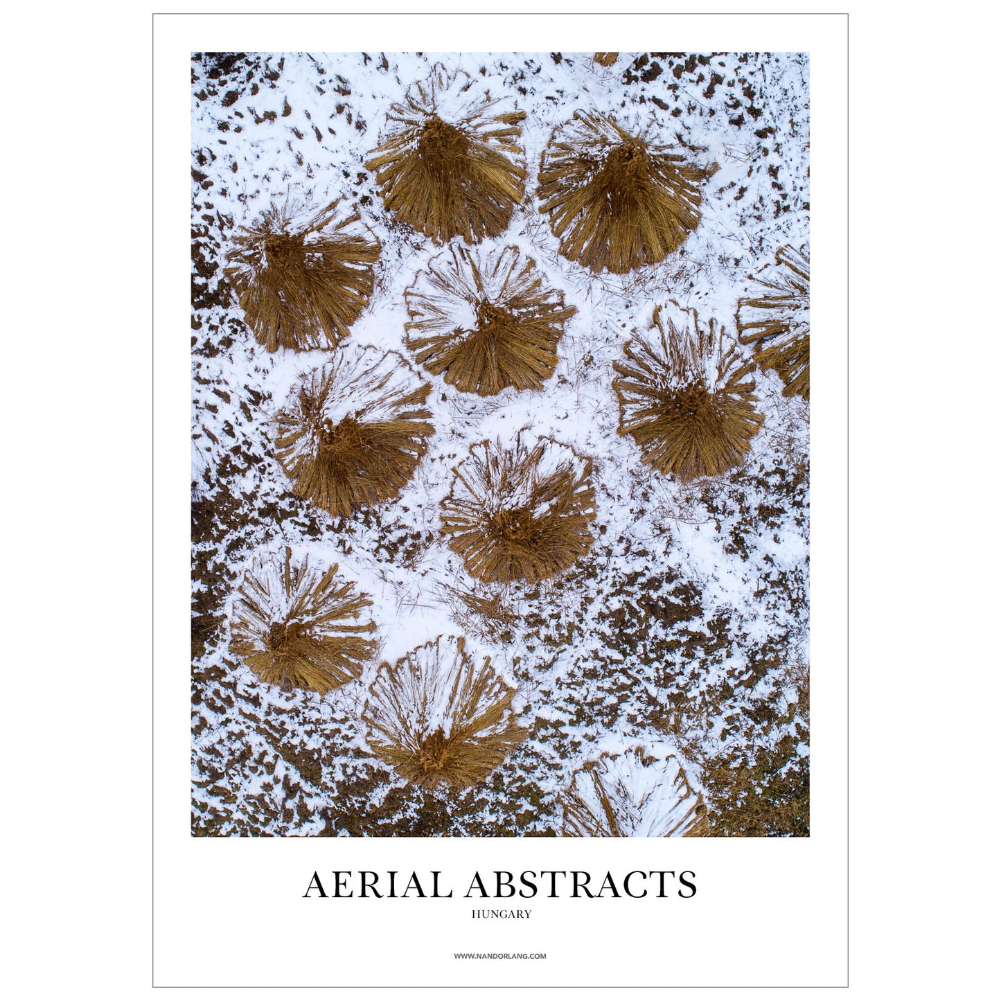 HARVESTED REEDS (HUNGARY)