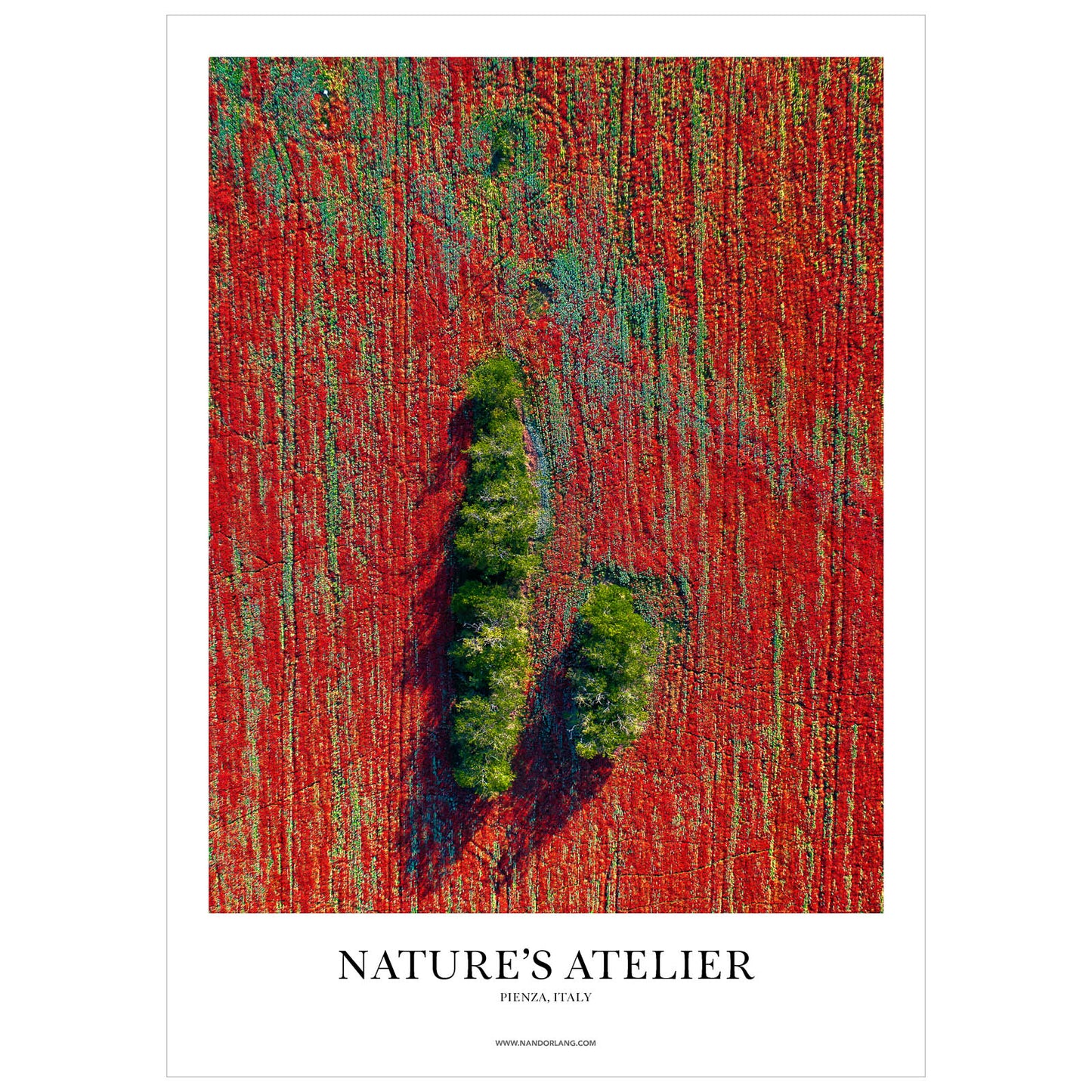 POPPIES OF PIENZA (ITALY)