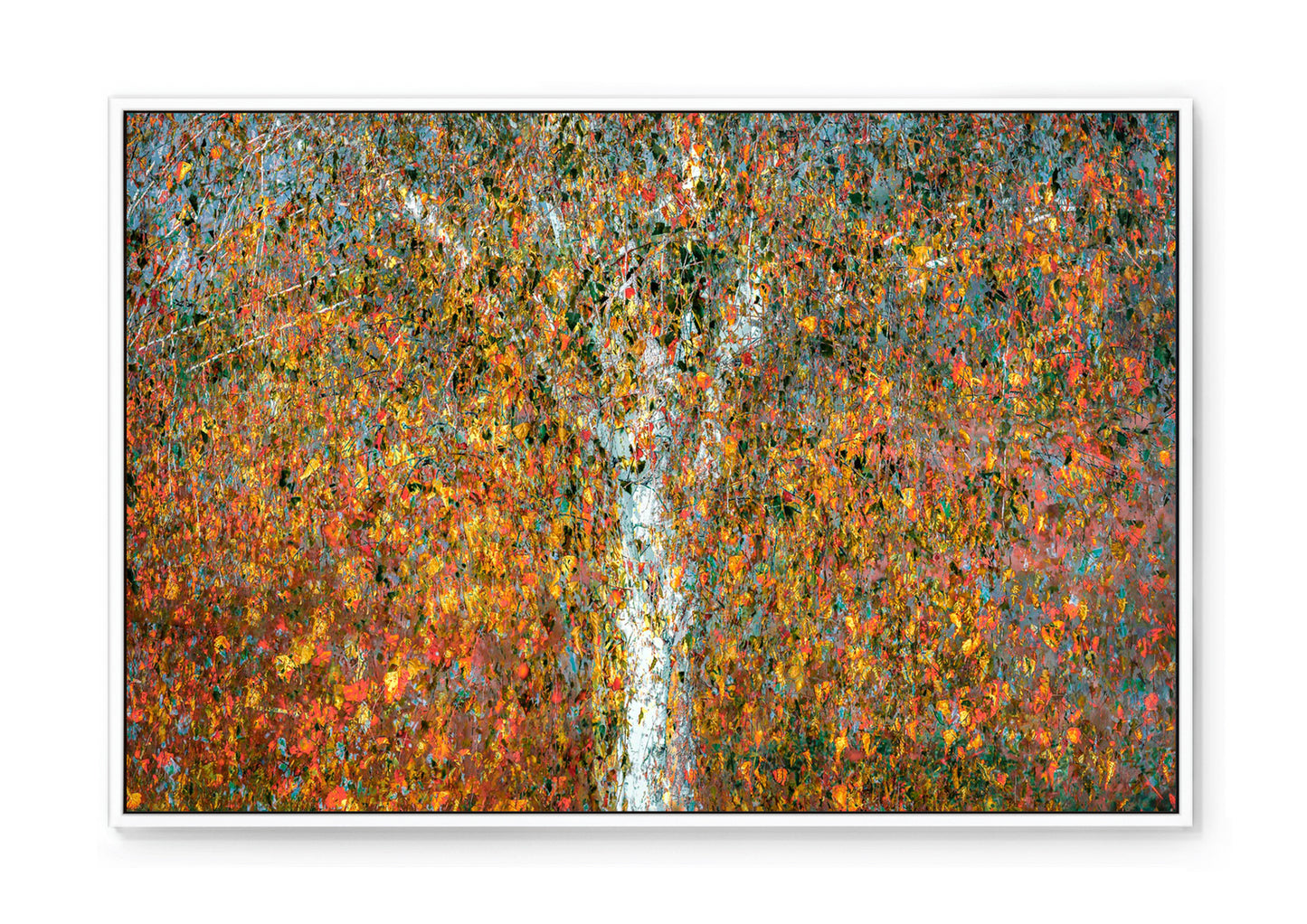 BIRCH TREE - Limited / 50