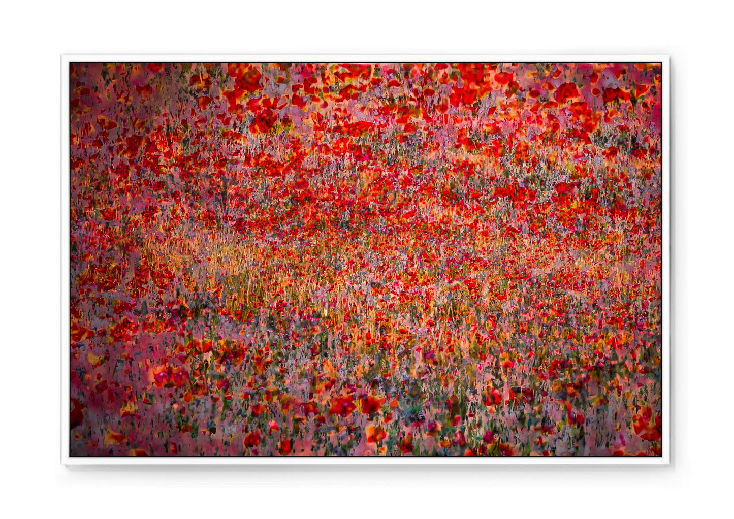 POPPIES - Limited / 50